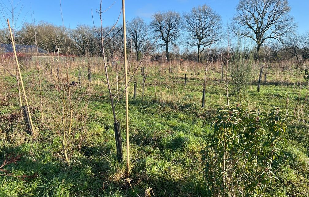 Een frisse start in het voedselbos